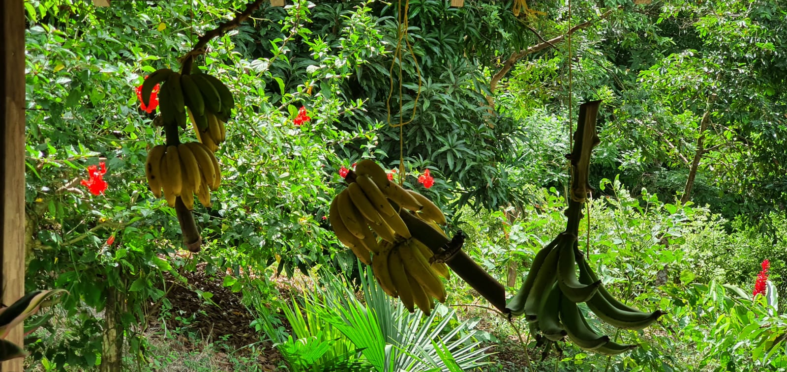 Abya Yala Koru Colombia